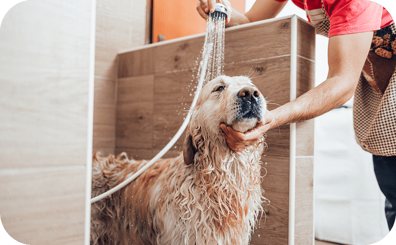 Dog getting a bath in shower