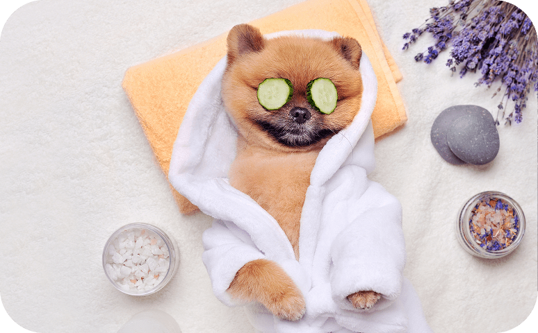 Relaxed dog in bathrobe
