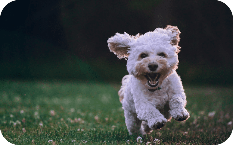 Happy dog running on grass
