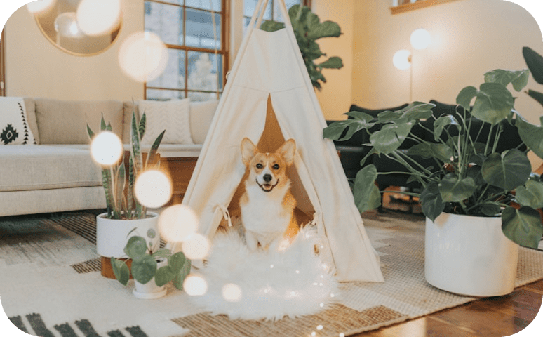 Dog relaxing in a stylish living room
