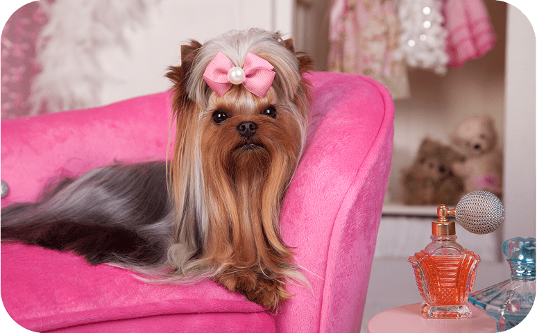 Yorkshire terrier on pink chair