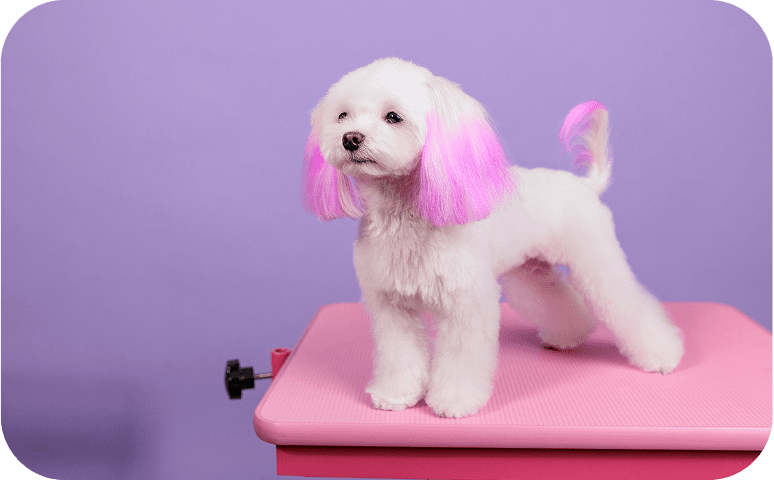 Fluffy dog with pink highlights posing