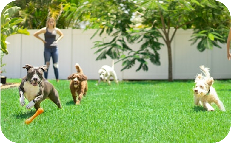Dogs playing fetch outdoors