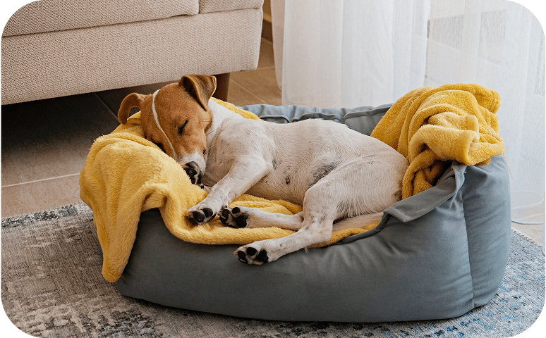 Cute dog resting peacefully