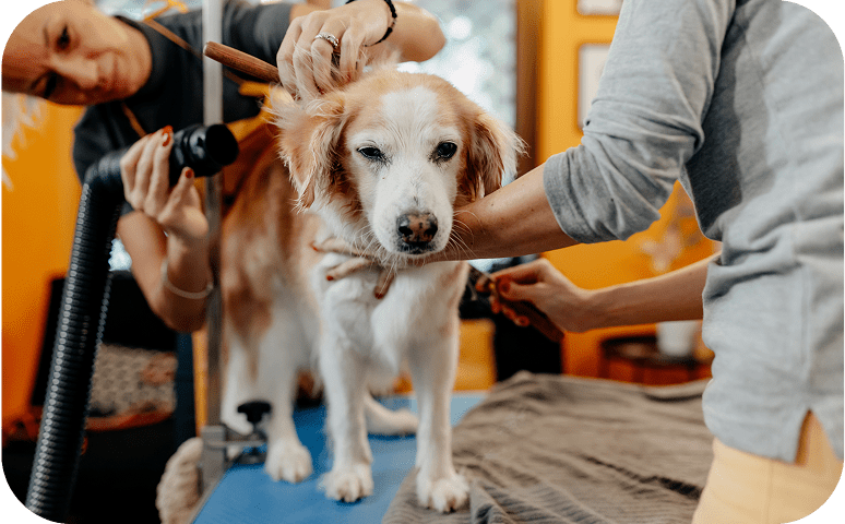 Dog getting groomed at salon