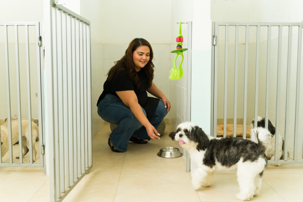 Caretaker with playful dogs in shelter