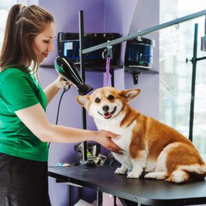 A woman grooming a happy Corgi dog at a pet salon.