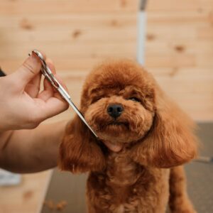A fluffy brown dog getting groomed with scissors.