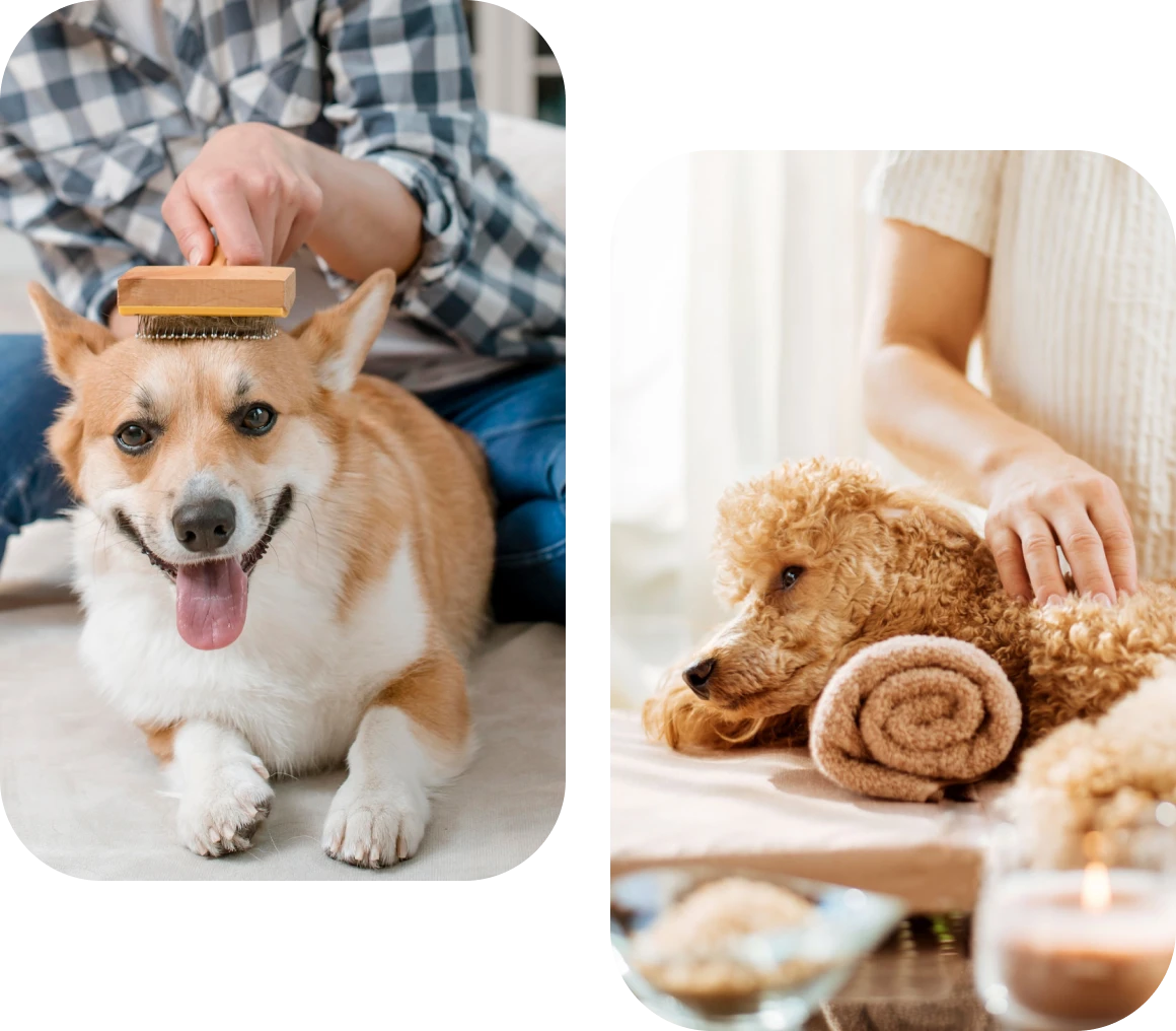 Dog being brushed and pampered