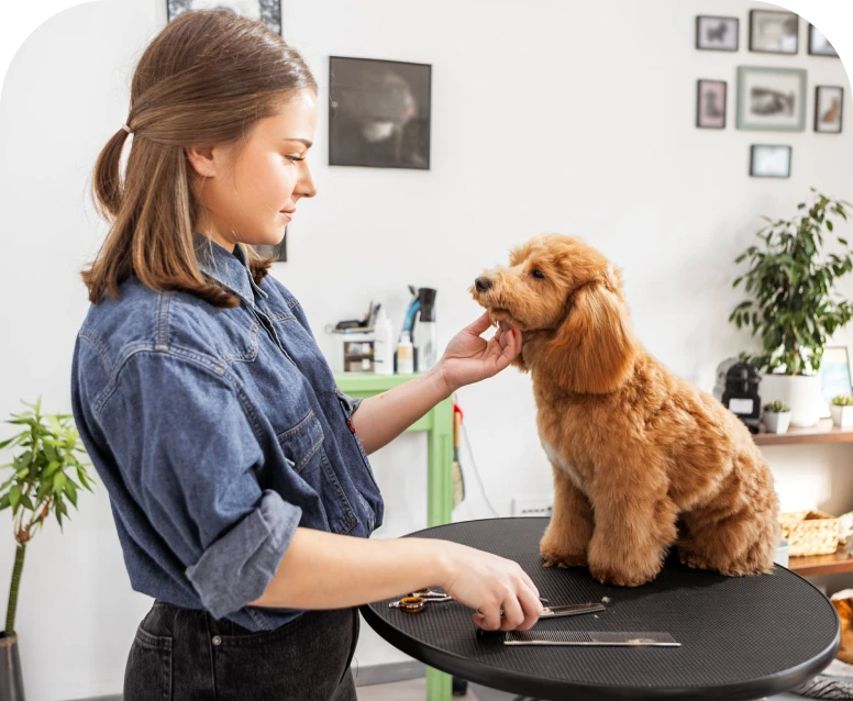 Dog grooming session with a professional