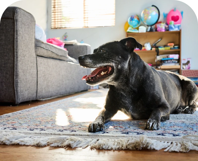 Black dog relaxing on living room rug
