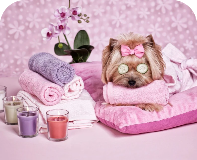 Pampered dog with towels and candles
