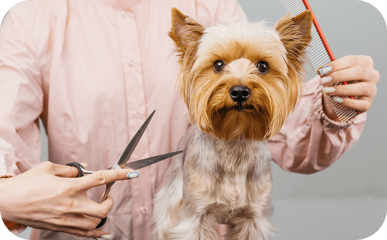 Dog grooming session with scissors and comb