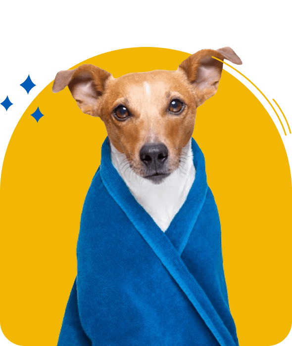 A small dog wrapped in a blue towel with a yellow background.